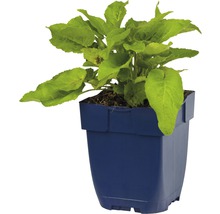 Jeune plante en pot