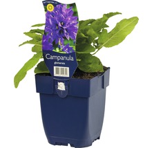 Campanule en pot