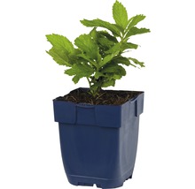 Plante dans un pot en plastique
