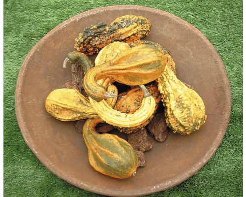 Courges ornementales décoratives dans un bol