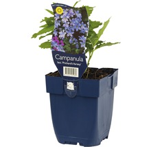 Campanule en pot