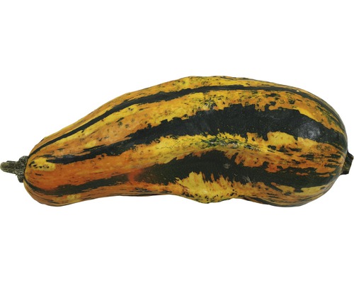 Courge ornementale décorative avec motif rayé
