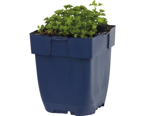 Pot de fleurs avec plante verte