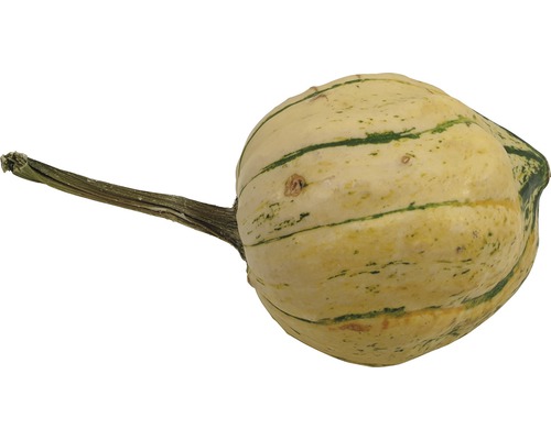 Courge décorative avec tige