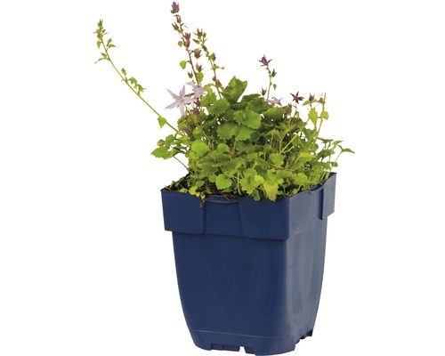 Glockenblume im Topf