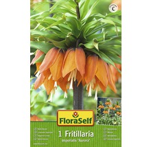 Kaiserkrone, botanische Bezeichnung Fritillaria imperialis ''Aurora''