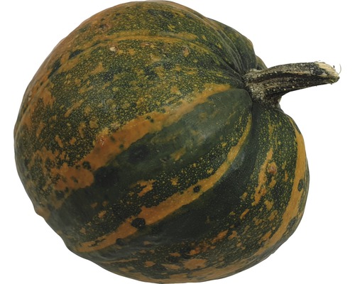Courge individuelle