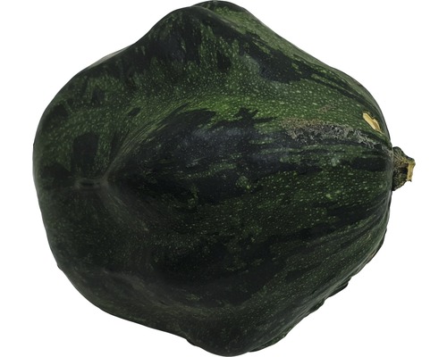 Courge verte unique