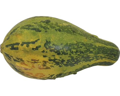Une courge à la peau verdâtre