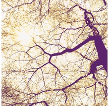 Vue de la cime d''un arbre avec des branches et des feuilles sur le ciel