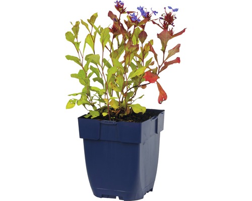 Plumbago en pot
