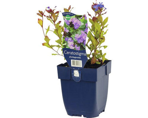 Plumbago de Chine Ceratostigma plumbaginoides en pot