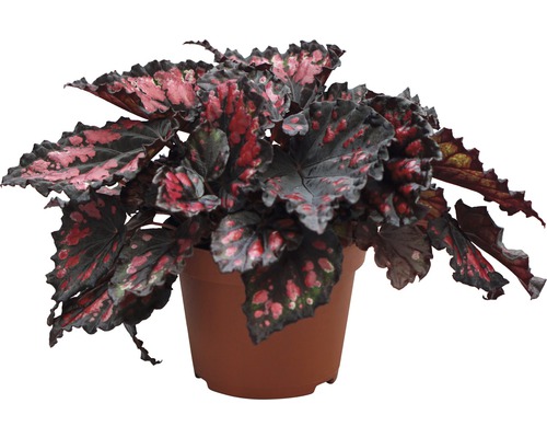 Bégonia royal FloraSelf Begonia rex 'Etna' H 25-30 cm pot de 13 cm de Ø