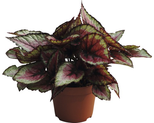 Bégonia royal FloraSelf Begonia rex 'Red Tango' H 25-30 cm pot de 13 cm de Ø