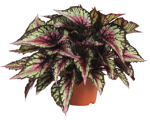 Blattschmuckbegonie FloraSelf Begonia Rex 'Salsa' 13er Topf