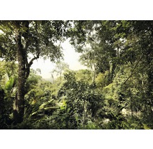 Forêt dense avec arbres et végétation luxuriante