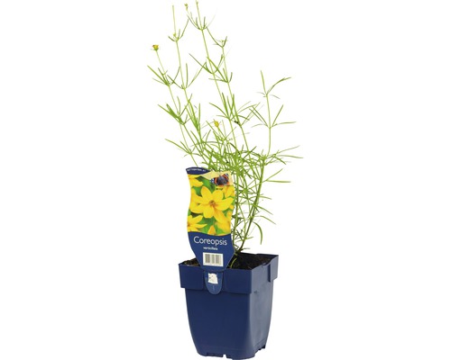 Quirllständiges Mädchenauge FloraSelf Coreopsis verticillata H 5-50 cm Co 0,5 L