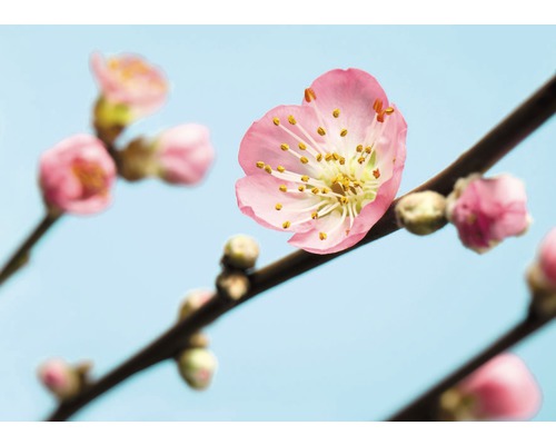 Papier peint panoramique intissé V7-753 Peach Blossom 7 pces 350 x 250 cm Gros plan d''une fleur de cerisier rose sur une branche