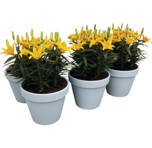 Lilie FloraSelf Lilium x Hybride 'Tiny Bee' 13er Topf