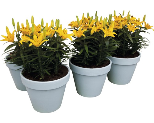 Gelbe Lilien in Töpfen