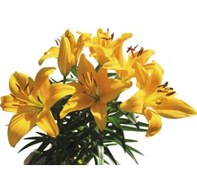 Lilie FloraSelf Lilium x Hybride 'Tiny Bee' 13er Topf