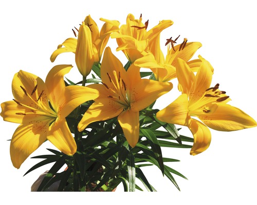 Gelbe Lilienblüten mit grünen Blättern