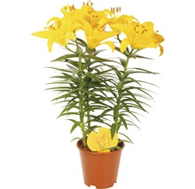Lilie FloraSelf Lilium x Hybride 'Tiny Bee' 13er Topf