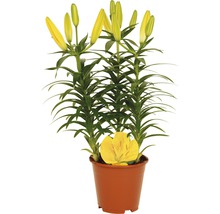 Lilie FloraSelf Lilium x Hybride 'Tiny Bee' 13er Topf