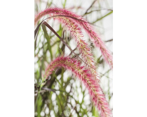 Herbe aux écouvillons rouge FloraSelf Pennisetum advena 'Summer Samba' h 20-40 cm Co 3 l