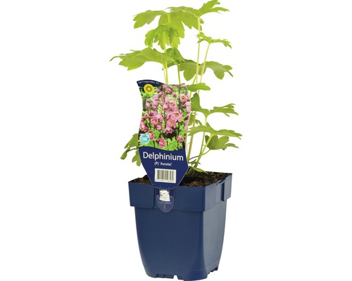 Pied d'alouette FloraSelf Delphinium-Cultivars 'Astolat' h 5-20 cm Co 0,5 l Pied d''alouette plante en pot
