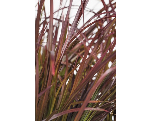 Herbe ornementale aux feuilles étroites et dressées