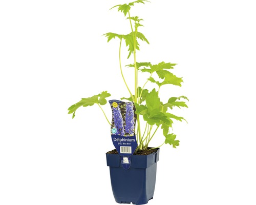 Delphinium Blue Bird en pot
