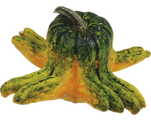 Courge d''ornement décorative