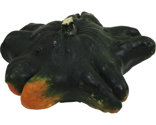 Courge décorative de forme irrégulière