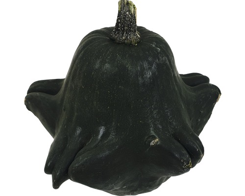 Courge décorative unique