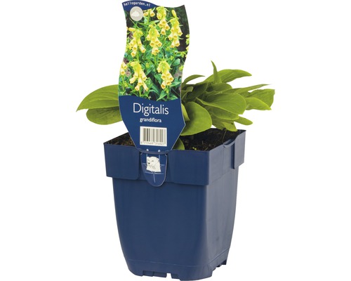 Digitale à grandes fleurs FloraSelf Digitalis grandiflora h 5-20 cm Co 0,5 l Gant de Notre-Dame Digitalis grandiflora jaune en pot