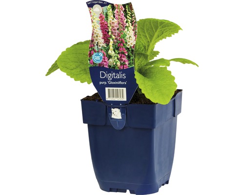 Fingerhut FloraSelf Digitalis purpurea 'Gloxiniiflora' H 5-30 cm Co 0,5 L