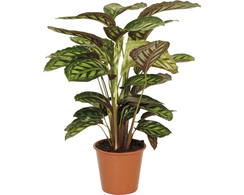 Calathée FloraSelf Calathea-Cultivars «Flamestar» H 80-90 cm pot Ø 19 cm