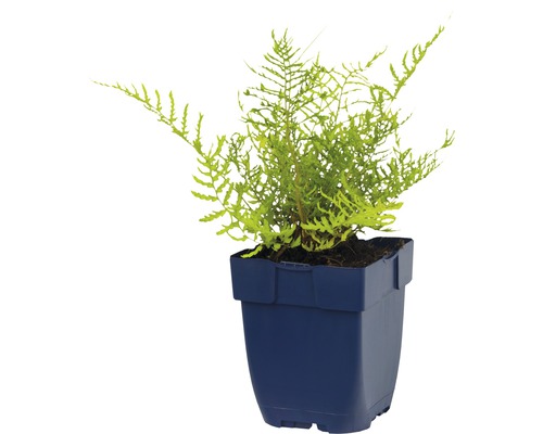 Plante d''intérieur polypode doré en pot