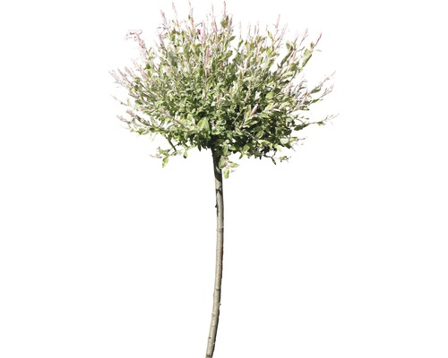 Osier éclaboussé de blanc FloraSelf Salix integra 'Hakuro Nishiki' demi-tige 40 cm h 60-100 cm Co 6 l