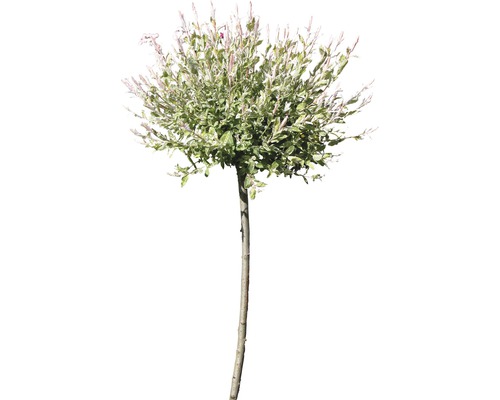 Weißbunte Weide FloraSelf Salix integra "Hakuro Nishiki" Halbstamm 40 cm H 60-100 cm Co 6 L