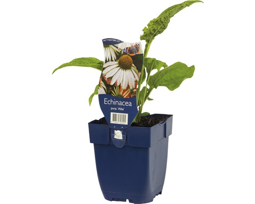 Plant d''Echinacea purpurea ''Alba'' en pot