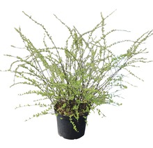 Spirée blanche FloraSelf Spiraea cinerea 'Grefsheim' H 80-100 cm Co 10 L