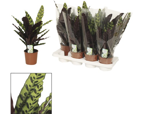 Gebetspflanze in einem Topf und mehrere Gebetspflanzen in einer Verpackung