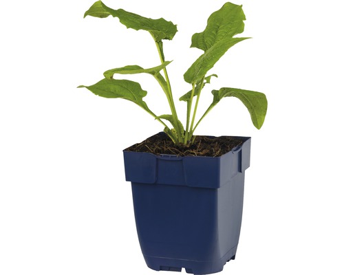 Jeune plante en pot
