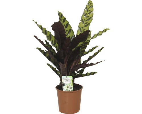 Lanzenblättrige Korbmarante FloraSelf Calathea insignis H 40-60 cm Ø 14 cm Topf Gebetspflanze im Topf