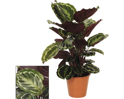 Calathea Zimmerpflanze im Topf