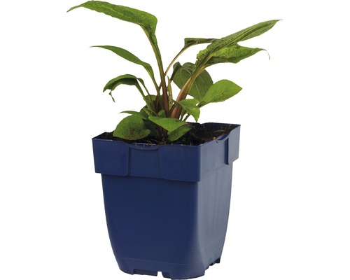 Plante en pot bleu