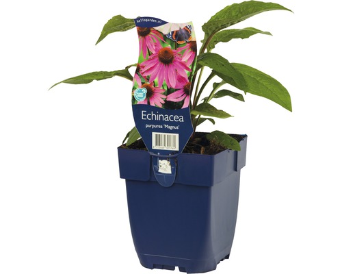 Plante Echinacea Purpurea Magnus en pot