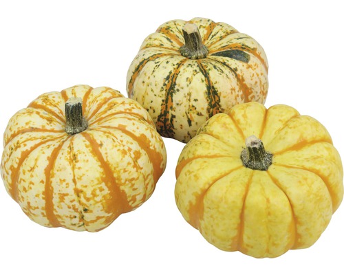 Trois courges décoratives